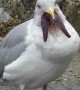 An Alien-Looking Seagull