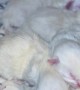Sleeping Pile of Newborn Kittens
