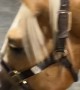 Corgi Puppy Walks Horse On Lead
