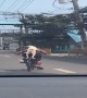 Pup Rides As Passenger on Bike