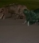 Father Daughter Dinosaur Race
