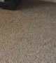 Piglet Has The Zoomies