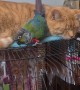Conure Cuddles With Cat