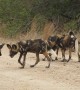 African Wild Dogs Play With Baby Impala Head