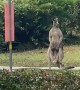 Kangaroo Waits For The Kangaroo Bus