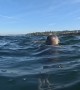 Seals Play With Puget Sound Swimmer