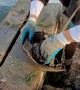 Horseshoe Crab Rescued From Fishing Line