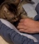 Jealous Cat Swats At Hands
