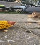 Chipmunk Loves Corn on the Cob