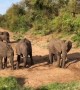 African Elephants Quench Their Thirsts in a Dry Riverbed