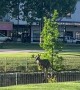 Magpie Swoops a Kangaroo