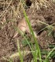 Pocket Gopher Did Not Expect The Shovel Invasion