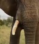 Up-Close Encounter With an African Elephant