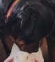 Rottweiler Licks Rabbit Friend