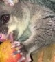 Woman Misses Massive Spider While Feeding Possum