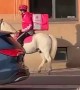Horse Helps Deliver Food To Hungry Humans