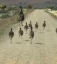 An Emu Family Goes For A Run