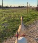 Goose Gets Excited to See Her Human