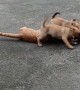 Playful Puppies Perturb Poor Kitty