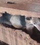 Anteater Found In Lumber