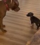 Confident Puppy Plays With Bigger Dog