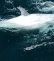 Rare White Killer Whale