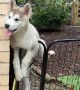 Malamute Puppy Climbs Gate