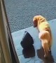 Golden Retriever Dumps Water Bucket