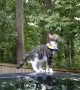 Cat Tries Out Acrobatics