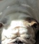 Sleepy Barks From English Bulldog