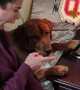 Dog Boops Conduct Electricity to Turn On Lamp