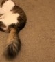 Cat With Cerebellar Hypoplasia Makes a Valiant Attempt to Jump on Bed