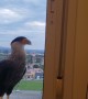 Falcons Eye Felines Through the Window