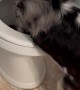 Australian Shepherd Has the Time of Her Life Playing in Toilet