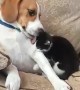 Dog Welcome New Kitten Into Their Home
