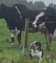 Lola the Bulldog Thinks She's a Cow