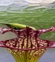 Mantis Eating a Grasshopper on a Sarracenia Plant
