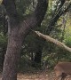 Woman Saves Young Buck From Old Hammock