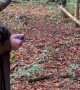 Untangling A Deer From Ropes
