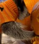 Kevin The Raccoon Helps Prepare For Halloween