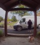 Frenchie Doesn't Like Deliveries
