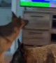 This dog is not a fan of TV dogs & other characters 