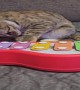 Cat Plays Toy Piano