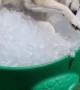Playful Husky gets totally excited about pool filled with ice 