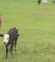 Cow Calf Runs Across Field For Bottle