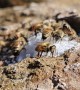 Bees Enjoy a Sugary Feast