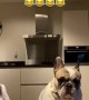 French Bulldog has the most hilarious reaction to owner\'s untalented singing 