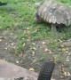 Tortoise Chases Intruding Duck Around Yard