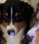 Australian Shepherd Grins At Electric Toothbrush