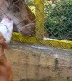 Dog Plays With Puma Through Fence